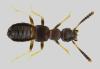 Apocellus sp.